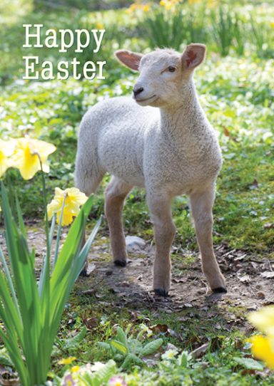Easter Card - Lamb In Daffodils £1.99
